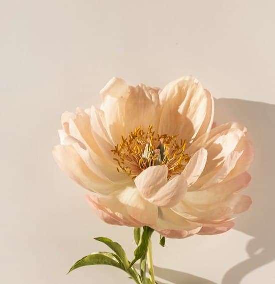Pivoine épanouie aux tons pêche — cultiver des pensées positives